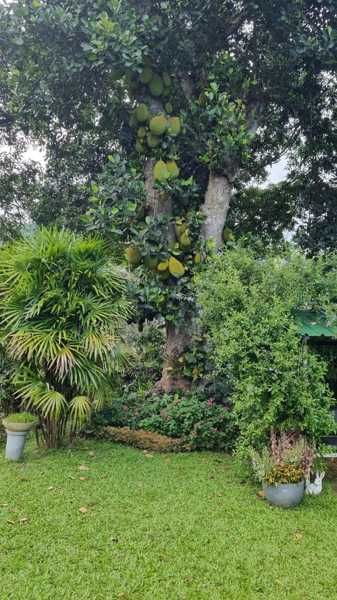 Sithara Estate Bungalow إيلا المظهر الخارجي الصورة