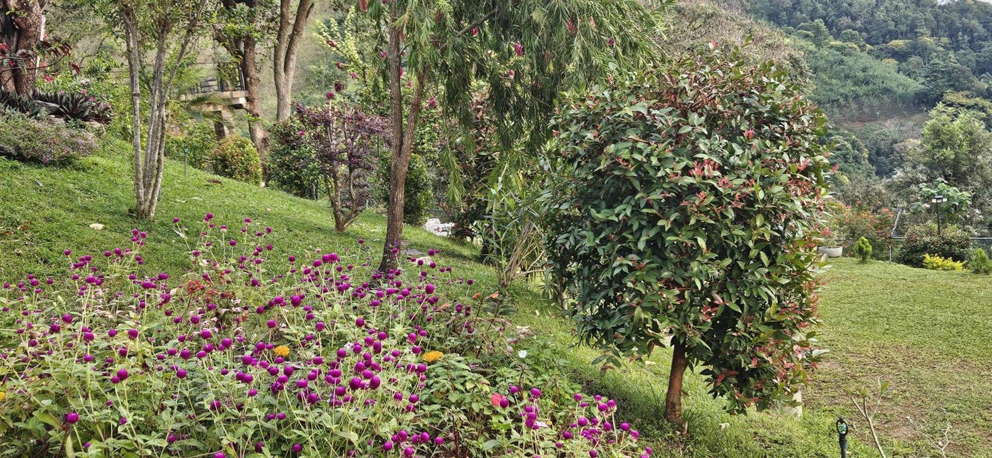 Sithara Estate Bungalow إيلا المظهر الخارجي الصورة